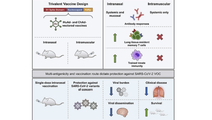 Diagram for MIRC is in the News With a New Next-Generation Trivalent SARS-CoV-2 Vaccine