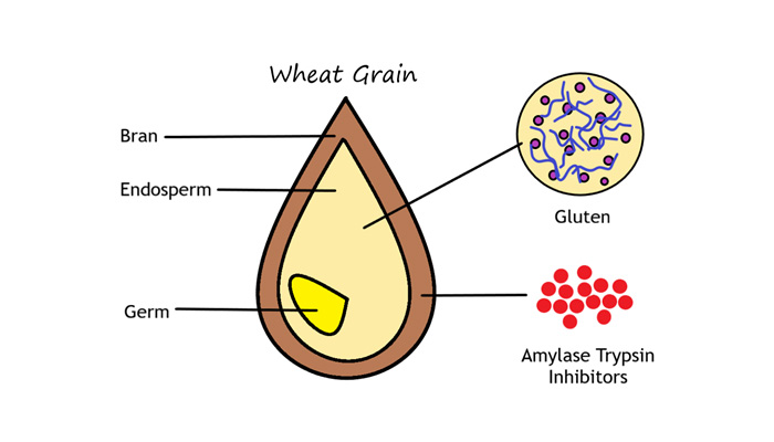 Wheat Grain diagram