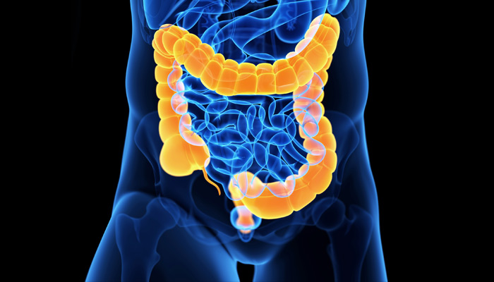 Picture of a see-through body to view the intestinal tract with the large intestine highlighted