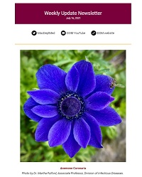Weekly Update Newsletter cover page of purple flower