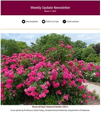 Weekly Update Newsletter cover page of vibrant pink flowers