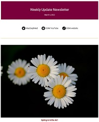 Weekly Update Newsletter cover page of daisies 