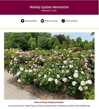 Weekly Update Newsletter cover page of white and pink flowers