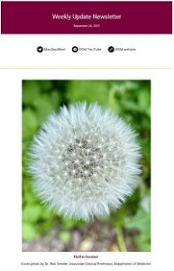 Weekly Update Newsletter cover page of fluffy dandelion 