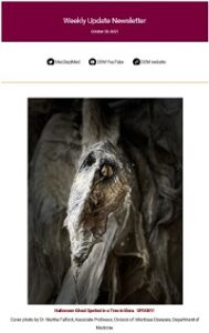 Weekly Update Newsletter cover page of a grey animal